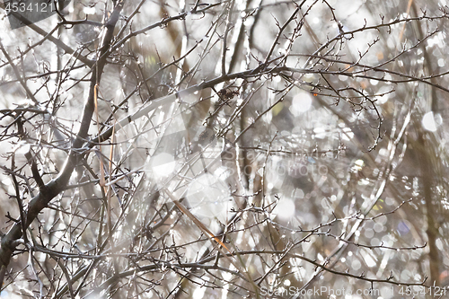 Image of Birch trunk in nature