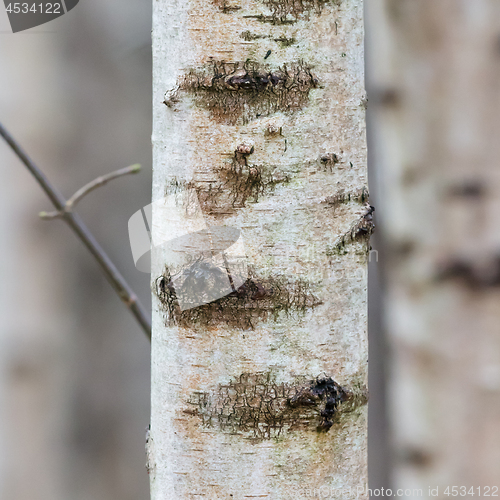 Image of Birch trunk in nature