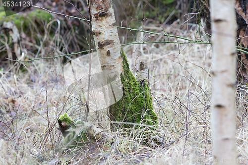 Image of Birch trunk in nature