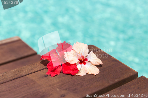 Image of beautiful purple hibiscus flower on wooden pier