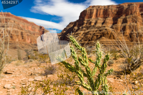 Image of thorny cactus growing in desert of grand canyon