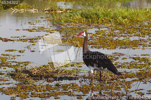 Image of bird Spur-winged Goose, Okavango, Botswana, Africa