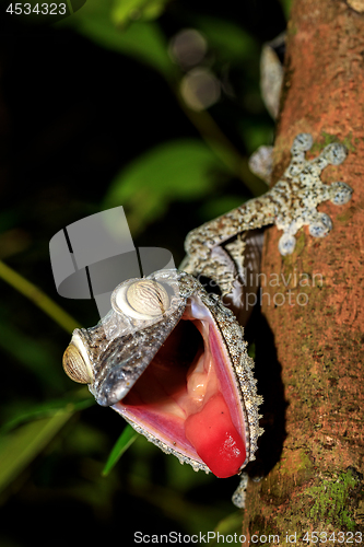 Image of Giant Leaf-tail Gecko, Uroplatus fimbriatus, Madagascar