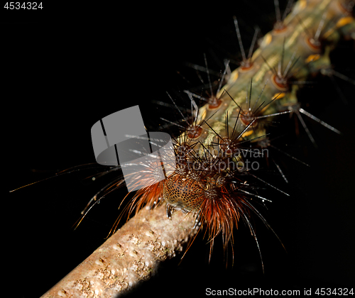 Image of caterpillar founded in Nosy Mangabe, Madagascar