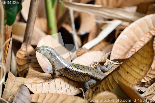 Image of Madagascar girdled lizard (Zonosaurus madagascariensis)