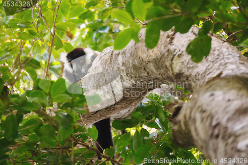 Image of Black-and-white ruffed lemur (Varecia variegata), Madagascar