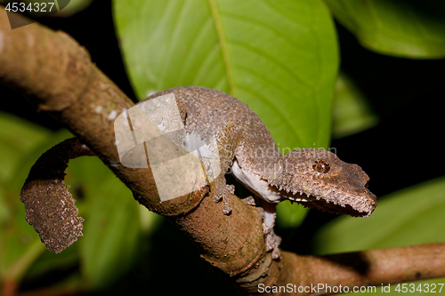 Image of leaf-tailed gecko, Uroplatus fimbriatus, madagascar