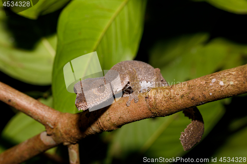 Image of leaf-tailed gecko, Uroplatus fimbriatus, madagascar