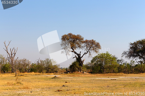 Image of Moremi game reserve, Okavango delta, Africa Botswana