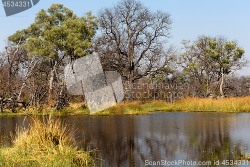 Image of Moremi game reserve, Okavango delta, Botswana Africa
