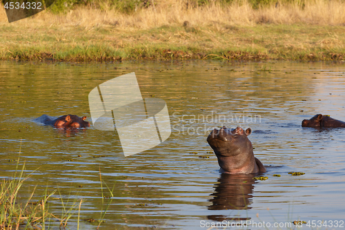 Image of Hippo Hippopotamus, Okavango delta, Botswana Africa