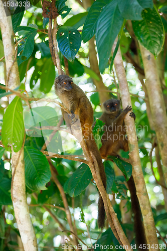 Image of white-headed lemur (Eulemur albifrons), Madagascar