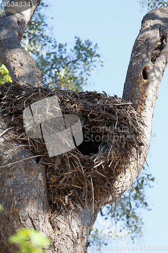 Image of big nest on the tree, Botswana, Africa