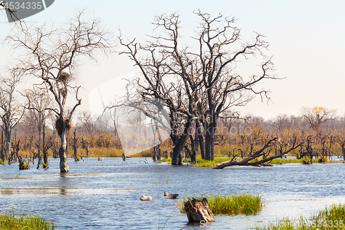 Image of Moremi game reserve, Okavango delta, Botswana Africa