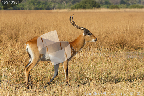 Image of southern lechwe in Okavango, Botswana, Africa