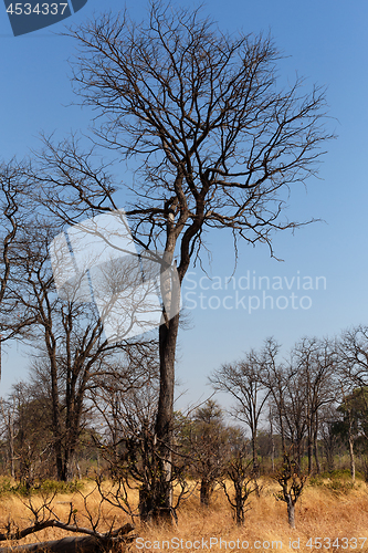 Image of Moremi game reserve, Okavango delta, Africa Botswana