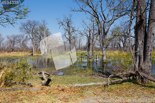 Image of Moremi game reserve, Okavango delta, Botswana Africa