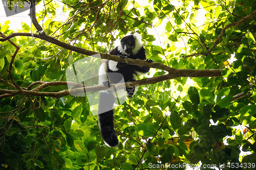 Image of Black-and-white ruffed lemur (Varecia variegata), Madagascar
