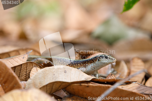 Image of Madagascar girdled lizard (Zonosaurus madagascariensis)