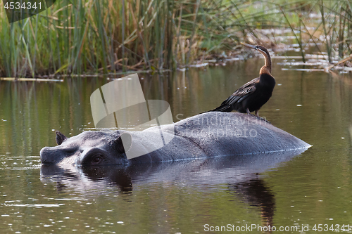 Image of Hippo Hippopotamus, Okavango delta, Botswana Africa