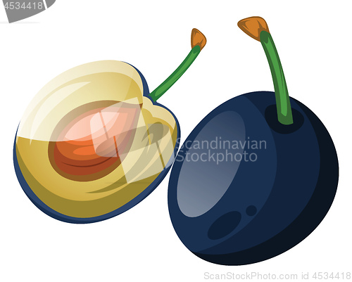 Image of Blue damson plum cut in half cartoon fruit vector illustration o