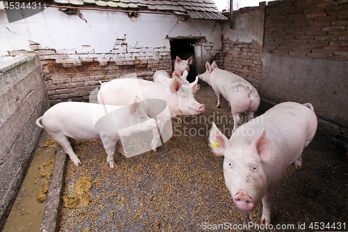 Image of Pigs in Pen