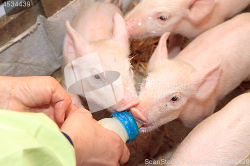 Image of Piglets Milk Bottle