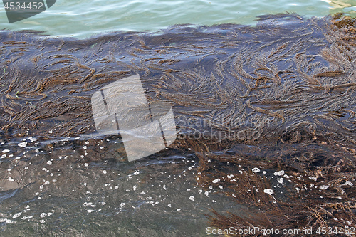 Image of Seaweed in Water