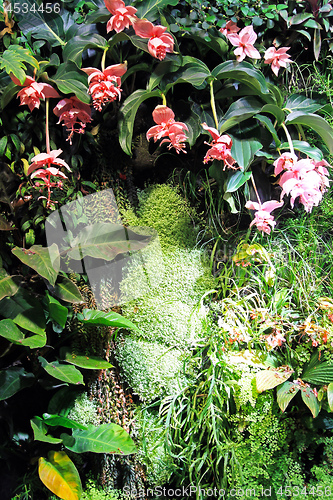 Image of Orchids Garden