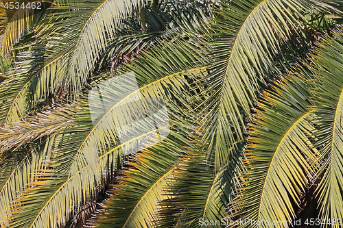 Image of Palm Branches