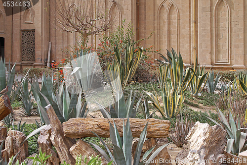 Image of Cactus Garden