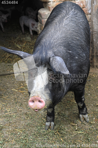 Image of Black Sow