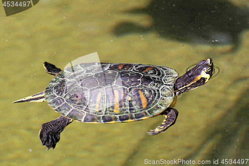 Image of Turtle