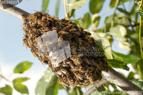 Image of Bees making temporary hive