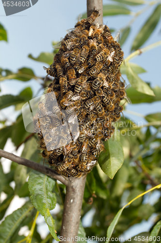 Image of Bees making temporary hive