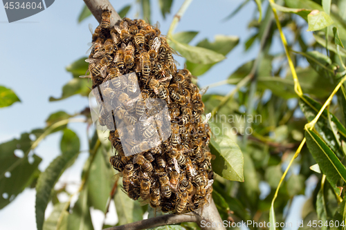 Image of Bees making temporary hive