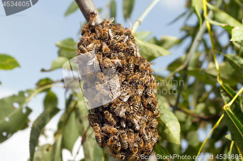 Image of Bees making temporary hive