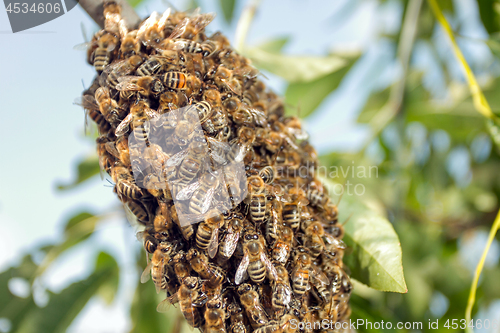 Image of Bees making temporary hive