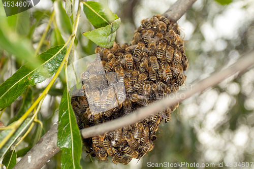 Image of Bees making temporary hive