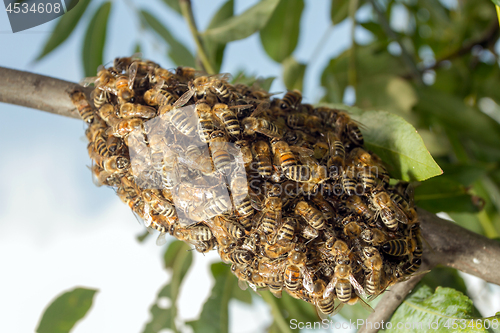 Image of Bees making temporary hive