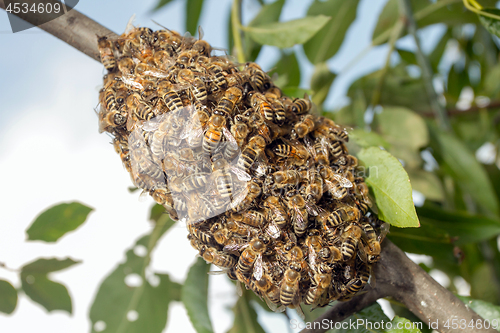 Image of Bees making temporary hive