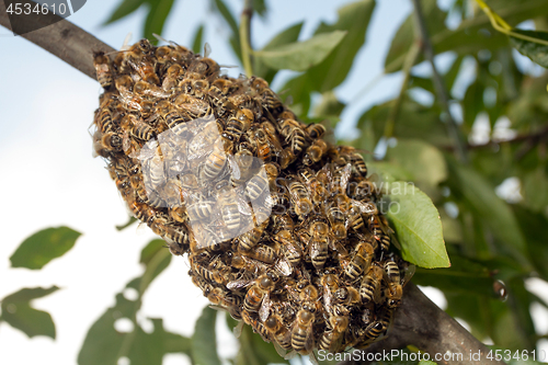 Image of Bees making temporary hive