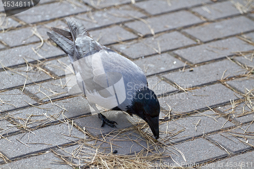 Image of Black and grey crown