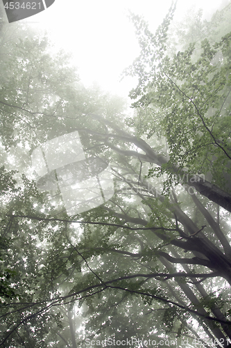 Image of Foggy landscape with branches