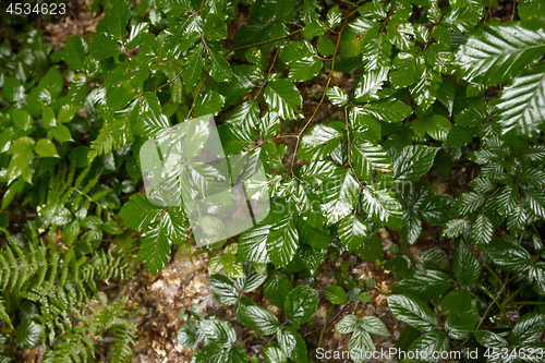 Image of Green grass fern