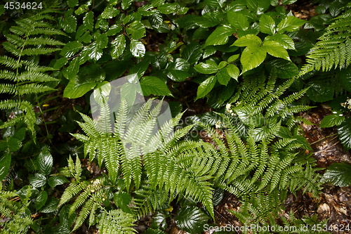 Image of Green grass fern