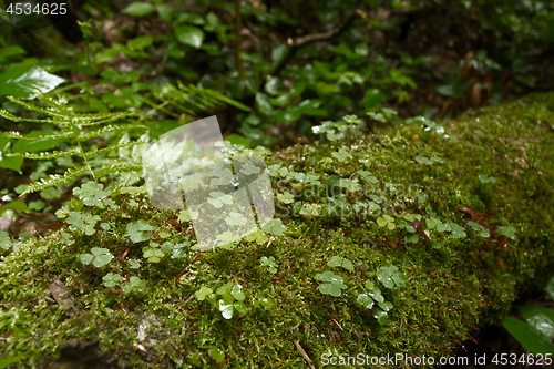 Image of Green grass trefoil clover