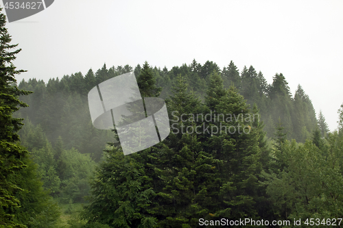 Image of Spruce trees if fog