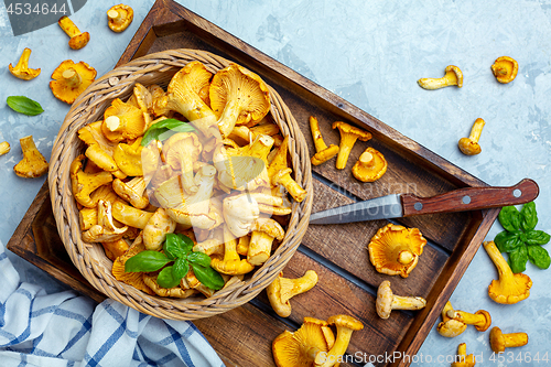 Image of Wild chanterelles in a wicker basket close-up.