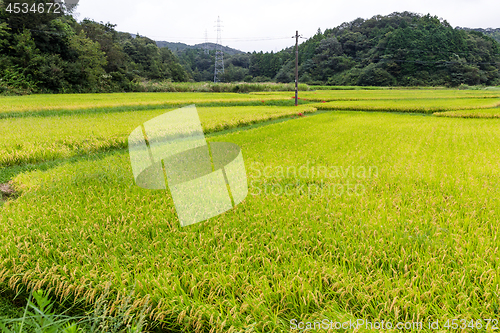 Image of Rice field